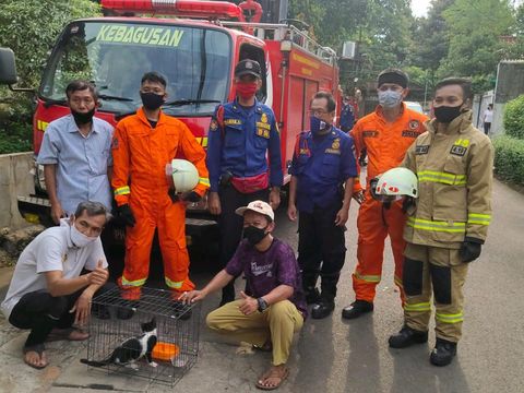 Kucing terjebak 3 hari di pohon aren berhasil dievakuasi (Dok. Damkar).