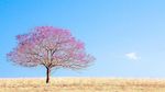 Melihat Keindahan Pohon Jacaranda di Australia