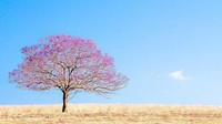 Indahnya pemandangan pohon Jacaranda yang bermekaran juga dapat dinikmati sembari melakukan perjalanan road trip ke area Scenic Rim. Di sana wisatawan akan disuguhi dengan pemandangan taman luas yang tentunya memiliki koleksi pohon Jacaranda dengan latar belakang langit Queensland yang sangat biru. Istimewa/Dok. @larissadening.