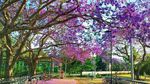 Melihat Keindahan Pohon Jacaranda di Australia
