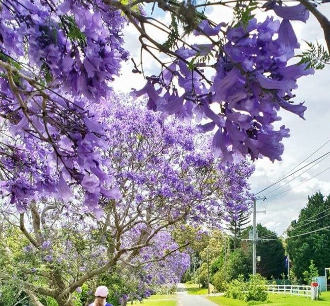 Musim Semi adalah waktu dimana pohon Jacaranda bermekaran dan mewarnai kota Brisbane dan Gold Coast sampai ke penjuru negara ini menjadi Ungu yang juga familiar disebut dengan musim Jacaranda.