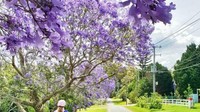 Terletak hanya 30 menit dari kota Gold Coast, Mount Tamborine adalah tempat terbaik untuk Anda melakukan perjalanan pulang hari untuk mengagumi indahnya musim Jacaranda yang berdiri di sepanjang pinggir jalan di perumahan-perumahan di Mount Tamborine. Istimewa/Dok. @katethelightchaser.
