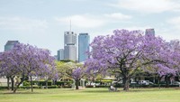 Selain The University of Queensland, kawasan New Farm Park pun jadi salah satu lokasi yang harus dikunjungi jika  ingin menikmati musim Jacaranda. Istimewa/Dok. Tourism and Events Queensland.
