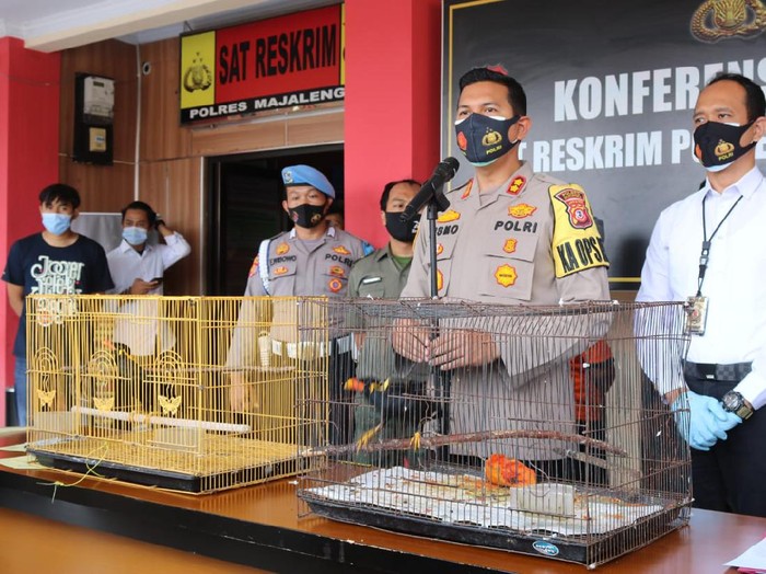 Polisi tangkap pelaku penjualan hewan dilindungi.