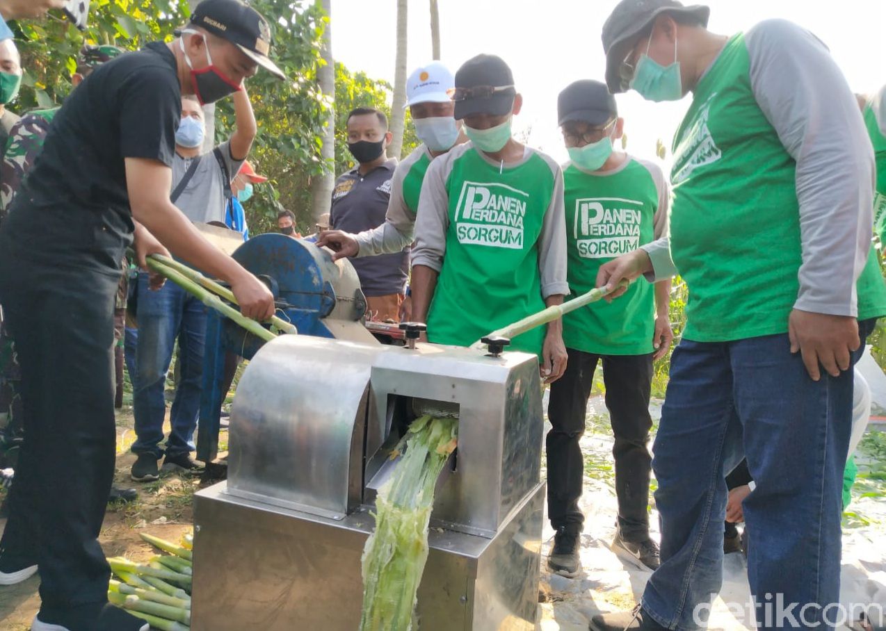 Segar dan Manisnya Sirup Sorgum di Situbondon Ini Bikin Penasaran