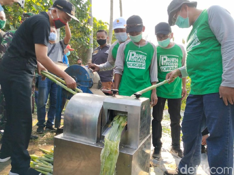 Resto Sorgum Untuk Pakan Ternak Akan Dibangun di Situbondo Resto Sorgum Untuk Pakan Ternak Akan Dibangun di Situbondo