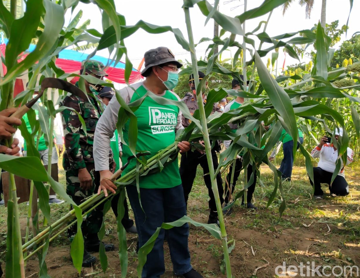 Segar dan Manisnya Sirup Sorgum di Situbondon Ini Bikin Penasaran