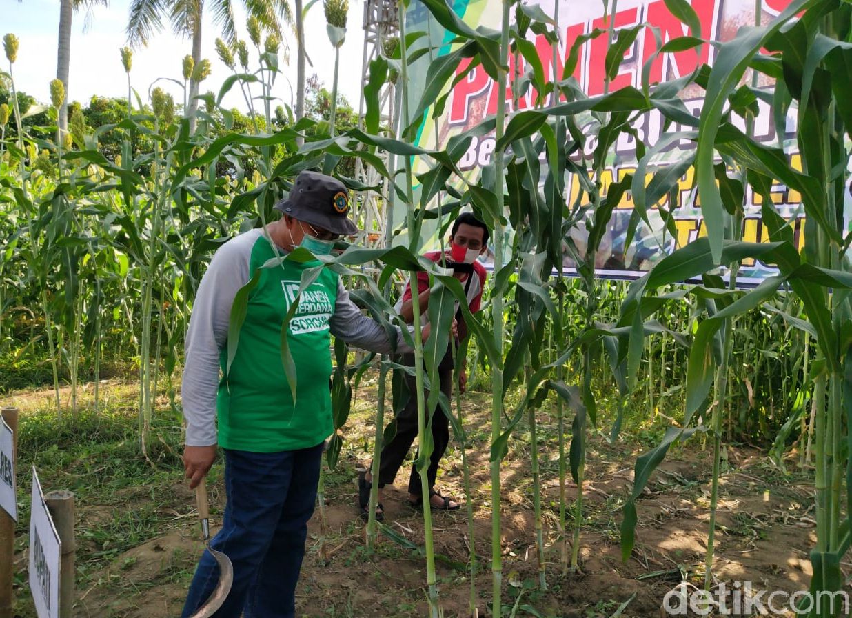 Segar dan Manisnya Sirup Sorgum di Situbondon Ini Bikin Penasaran