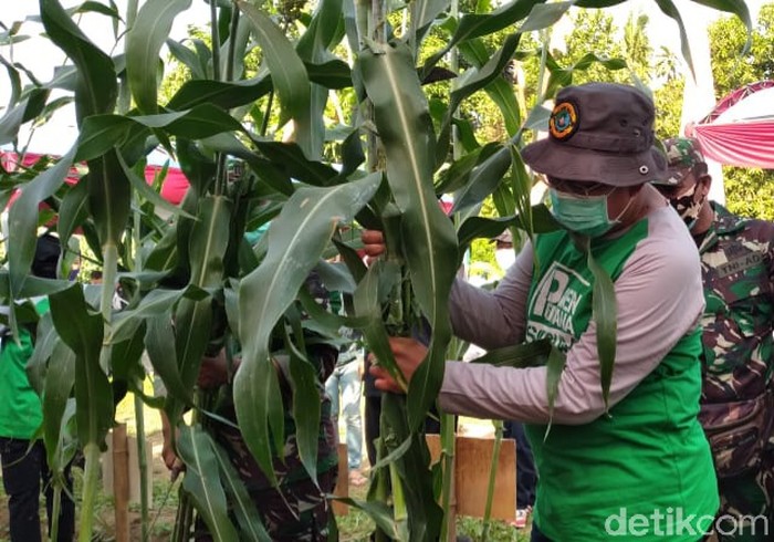 Segar dan Manisnya Sirup Sorgum di Situbondon Ini Bikin Penasaran