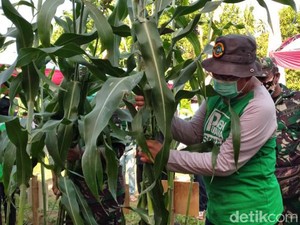 Pemkab Situbondo Siapkan Lahan Marginal 1.000 Hektar Untuk Tanaman Sorgum