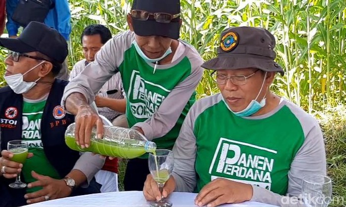 Segar dan Manisnya Sirup Sorgum di Situbondon Ini Bikin Penasaran