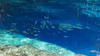 Tiap jam 12 siang waktu setempat, penjaga sungai akan membunyikan bel agar semua orang keluar dari sungai. Sebuah nyanyian Hinatuan akan dilagukan dan ikan-ikan akan muncul keluar dan diberi makan. 
