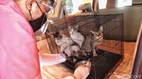Pelayanan secara drive thru ini rangka mempertahankan Jakarta bebas rabies di tengah pandemi Corona.
