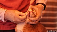 Dokter memeriksa kesehatan hewan yang akan divaksin.