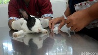 Pemberian vaksin dilakukan sebagai upaya pencegahan dalam rangka Hari Rabies Sedunia.