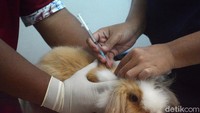 Proses penyuntikan obat rabies ke binatang peliharaan menjadi bagian dalam mengurangi angka rabies di Indonesia.