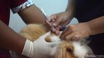 Vaksinasi Hewan Kesayangan di Hari Rabies Sedunia