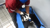 Selain kelinci, Jakarta Animal Clinic juga membuka jenis hewan peliharaan lain, seperti kucing, anjing, dan hamster dengan biaya bervariatif.