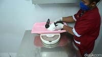 Seorang skipper melakukan proses penimbangan pada binatang kelinci sebelum dilakukan penyuntikan rabies.