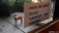 Seekor anjing hasil evakuasi yang ada di Jakarta Animal Clinic sudah menjalani proses sterilisasi bebas dari rabies.