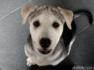 Pernah Ribut dengan Tetangga Gegara Gonggongan Anjing Berisik?