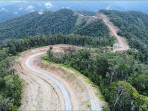 Hati-hati Berkendara di Papua, Tabrak Babi Gantinya Bisa Setara Motor Honda PCX