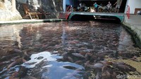 Jika ingin menikmati ikan yang masih segar, pengunjung hanya perlu membayar mulai dari Rp 12.000 untuk satu ekor ikan yang dilengkapi nasi dan sejumlah hidangan pelengkap lainnya.