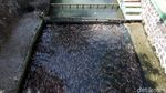 Daya Tarik Wisata Sungai Water Gong Klaten Jawa Tengah