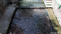Restoran dan tempat wisata untuk melihat ikan tersebut buka setiap hari pada 08:00-16:00 WIB dengan menerapkan protokol kesehatan.