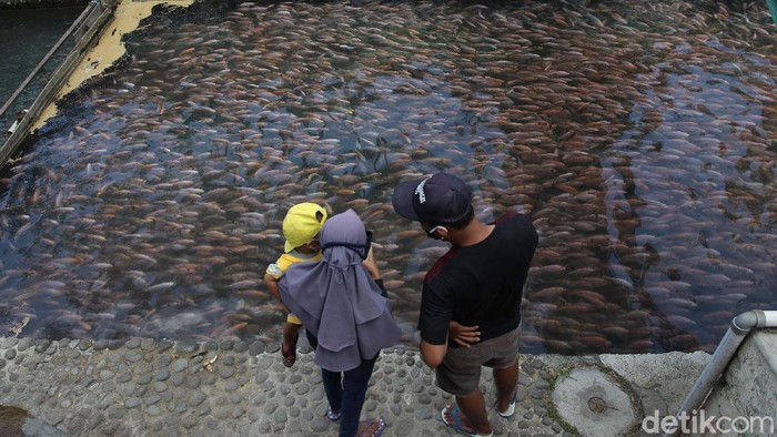 Daya Tarik Wisata Sungai Water Gong Klaten Jawa Tengah Restoran dan tempat wisata Water Gong di Klaten, Jawa Tengah, tengah viral. Ada 1 ton bibit ikan nila di sungai sepanjang 100 meter yang menarik perhatian pengunjung.