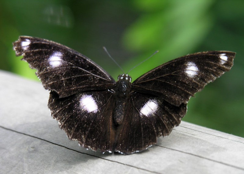 fotoinet hewan hitam putih