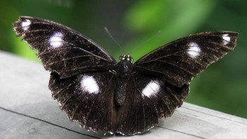 Cantiknya sayap kupu-kupu. Foto: Brightside