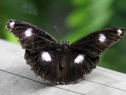 Unik dan Langka, Hewan dengan Warna Hitam Putih