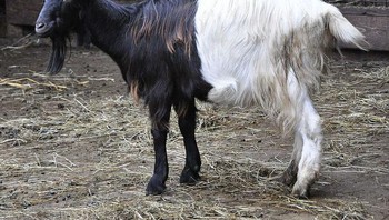 Seekor kambing dengan dua warna hitam putih dengan sisi yang berbeda. Foto: Brightside