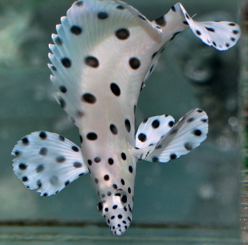 fotoinet hewan hitam putih