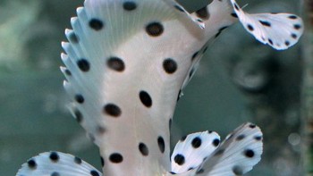 Ikan kerapu macan kumbang. Foto: Brightside