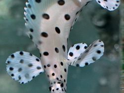 Unik dan Langka, Hewan dengan Warna Hitam Putih