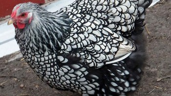 Uniknya ayam betina ini. Foto: Brightside