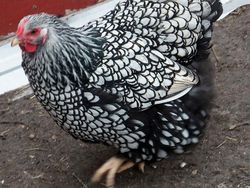 Unik dan Langka, Hewan dengan Warna Hitam Putih