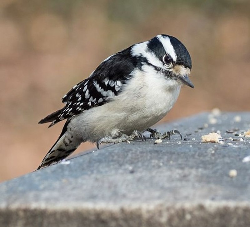 fotoinet hewan hitam putih