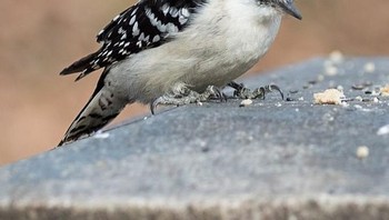 Burung pelatuk. Foto: Brightside