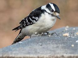 Unik dan Langka, Hewan dengan Warna Hitam Putih