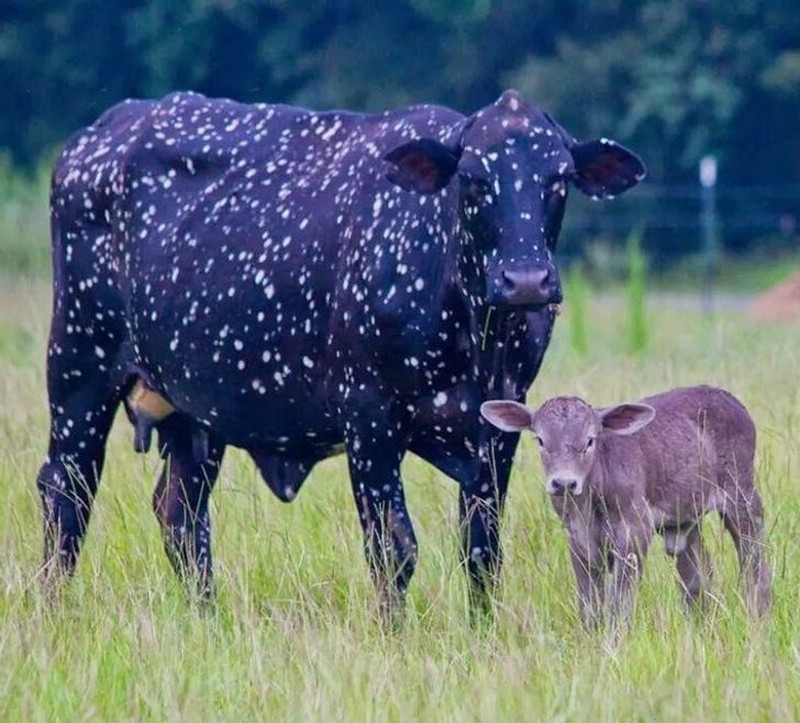 fotoinet hewan hitam putih