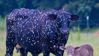 Sapi hitam dan putih bukanlah hal yang luar biasa, tapi yang satu ini seperti penampakan galaksi di tubuhnya. Foto: Brightside