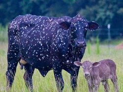 Unik dan Langka, Hewan dengan Warna Hitam Putih