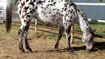 Kuda dengan bintik-bintik hitam putih. Foto: Brightside