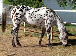 Unik dan Langka, Hewan dengan Warna Hitam Putih