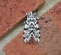 unik dan langka, hewan dengan warna hitam putih