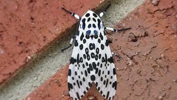 Ngengat macan tutul raksasa. Foto: Brightside