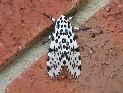 Unik dan Langka, Hewan dengan Warna Hitam Putih